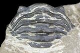 Detailed Gerastos Trilobite Fossil - Morocco #141791-8